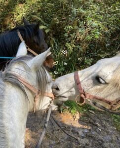 Retraite Yoga et Cheval Ariège 
